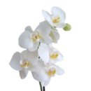 Orquídea Phalaeonopsis Branca 