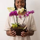 Orquídea e Suculentas Elegância Rústica