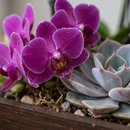 Orquídea e Suculentas Elegância Rústica