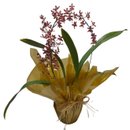 Orquidea Chocolate