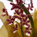 Orquidea Chocolate