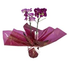 Mini Orquídea Phaleanopsis Pink II