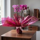 Mini Orquídea Phaleanopsis Pink II