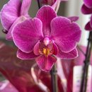 Mini Orquídea Phaleanopsis Pink II