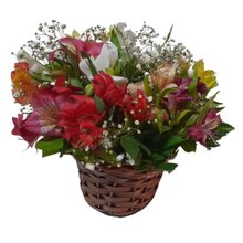 Arranjo Astromélias Coloridas