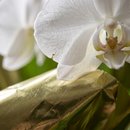 Linda Orquidea Phaleanopsis