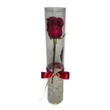 Lindo Botão de Rosa Colombiana no Tubo Plástico