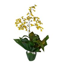 Orquídea Chuva de Ouro