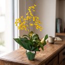 Orquídea Chuva de Ouro