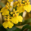 Orquídea Chuva de Ouro