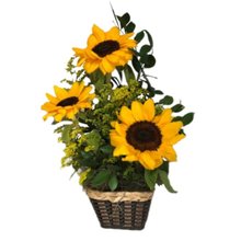 Arranjo de 3 Girassóis no Cachepot 