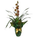 Orquídea Cymbidium Colorida