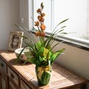 Orquídea Cymbidium Colorida