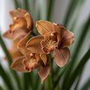 Orquídea Cymbidium Colorida
