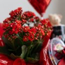 Cesta Kalanchoe Carinhoso