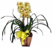 Orquídea Cymbidium