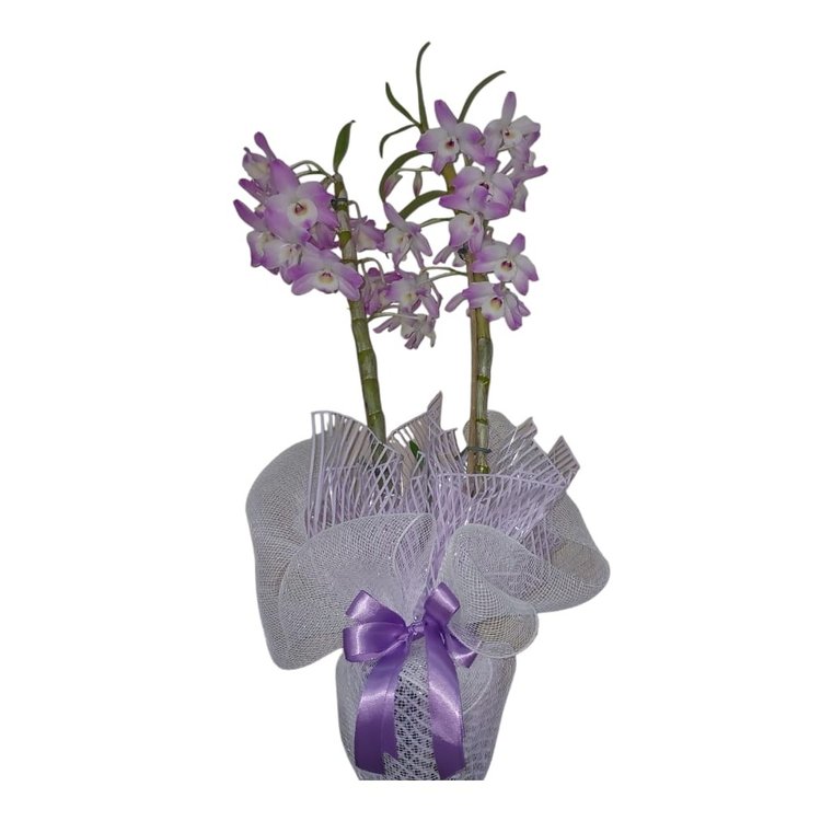 Orquídea Dendro