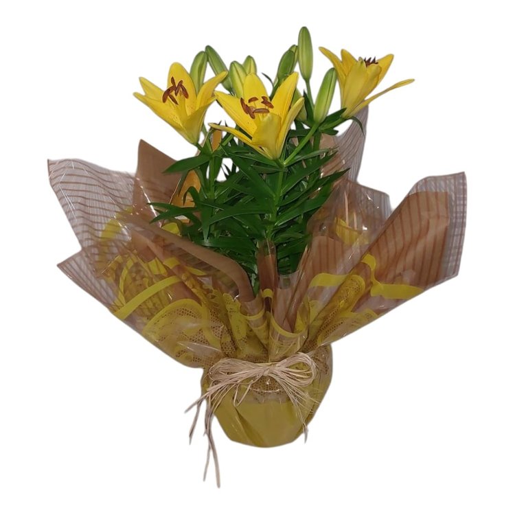Vaso de Lírio Amarelo