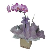 Orquídea Phalenopsis Lilás