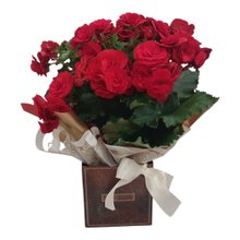  Begônia Vermelha Plantada