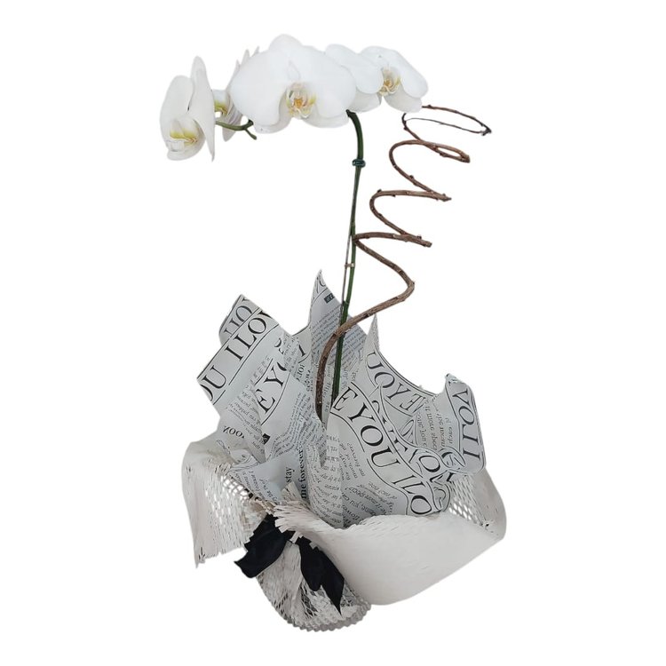 Orquídea Phalaenopsis simples