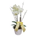 Mini Orquídea Phaleaenópsis no Cachepo