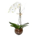 Orquídea Branca em vaso de vidro