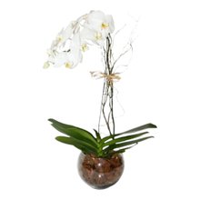 Orquídea Branca em vaso de vidro