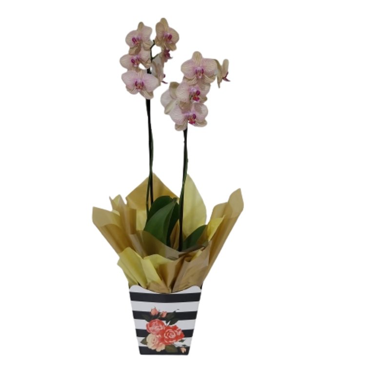 Orquídea Amarela Rajada