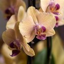 Orquídea Amarela Rajada 