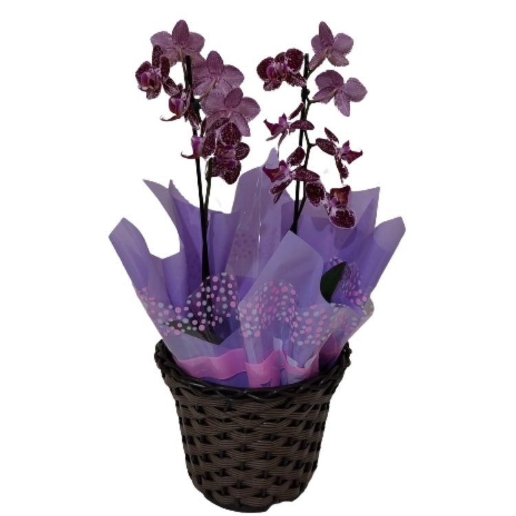 Mini Orquídea Rosa