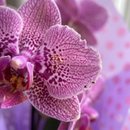 Mini Orquídea Rosa 