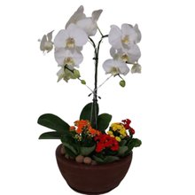 Orquídea Phalaenopsis com Calandivas