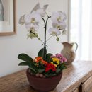 Orquídea Phalaenopsis com Calandivas