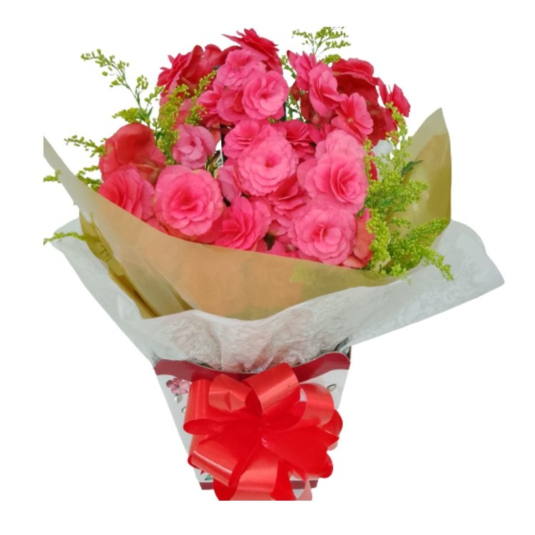 Begônia Rosa