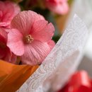 Begônia Rosa 