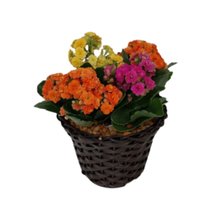 Mini Calandivas Coloridas 