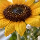 Bouquet de Girassol 
