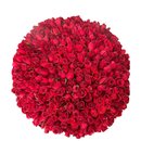 Bouquet 500 Rosas Vermelhas 