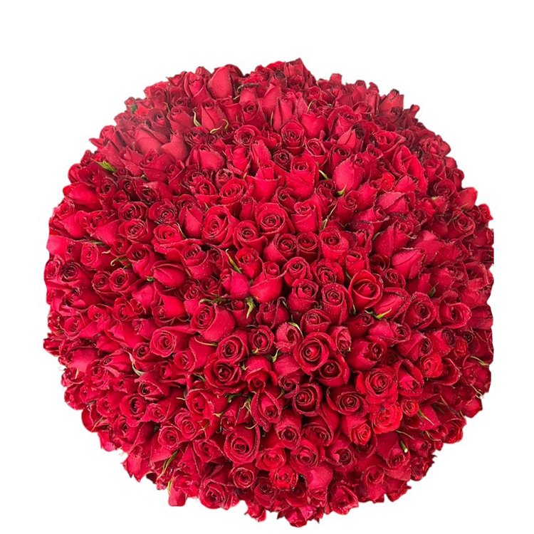 Bouquet 500 Rosas Vermelhas