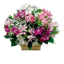 Arranjo Com Astromélias Coloridas