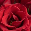 20 Rosas Vermelhas no Vaso