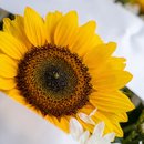 Coroa de Flores Redonda com Girassóis
