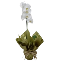 Orquídea Phalen Branca