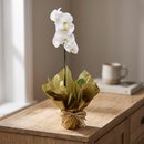 Orquídea Phalen Branca