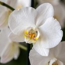 Orquídea Phalen Branca