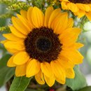 Brilho de Sol 