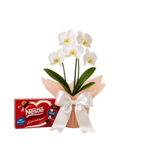 Bela Orquídea Branca com Chocolate