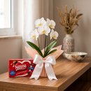 Bela Orquídea Branca com Chocolate