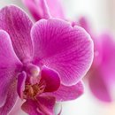 Orquídea Phalaenopsis E Perfumados Sabonetes 